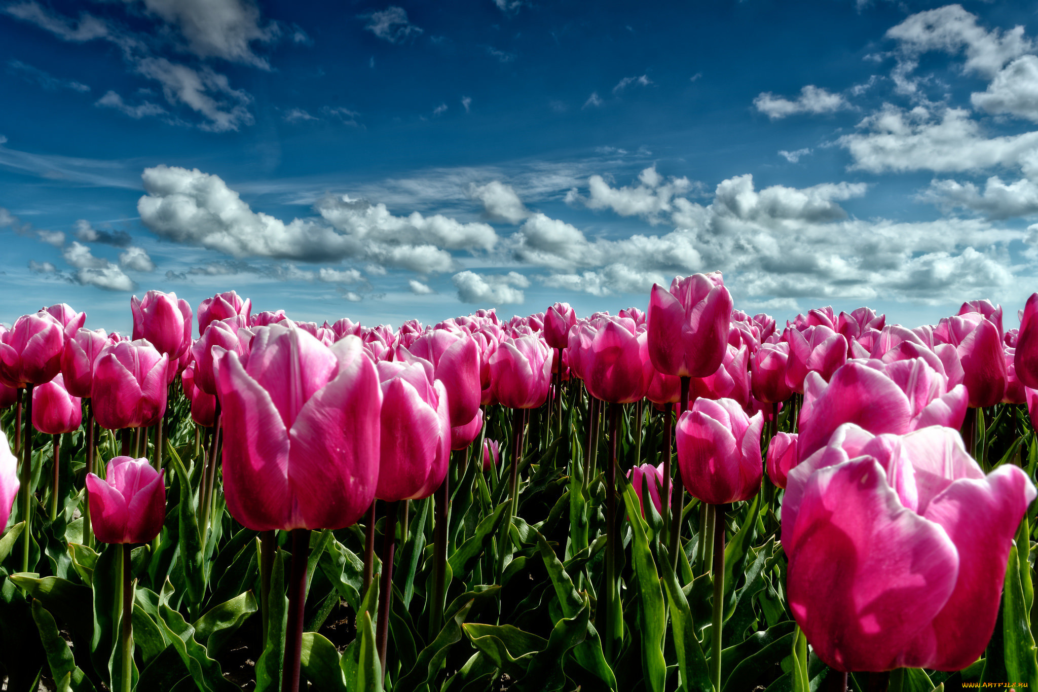 Весенние тюльпаны картинки красивые. Тюльпаны. Розовые тюльпаны. Весенние тюльпаны.